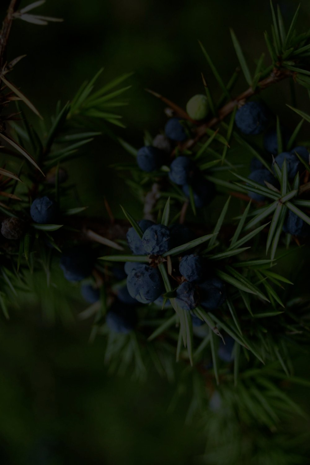 parallax background